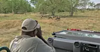 Nat Hab Expedition Leader and African wild dogs, Okavango Delta, Botswana. 
