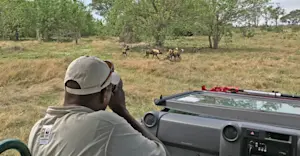 Nat Hab Expedition Leader and African wild dogs, Okavango Delta, Botswana. 