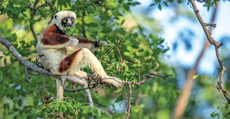 Coquerel’s sifaka, Anjajavy Private Reserve, Madagascar.