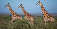 South African giraffes, Samara Private Reserve, South Africa.