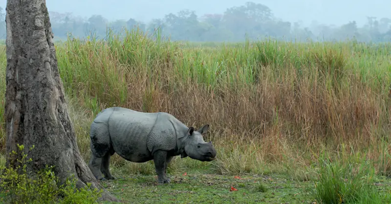 One-horned rhino, Chitwan National Park, Nepal.