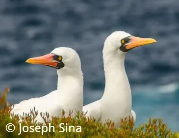 Beforeyougo|Galapagos|Birds|Nazca Boobies Joseph Sina