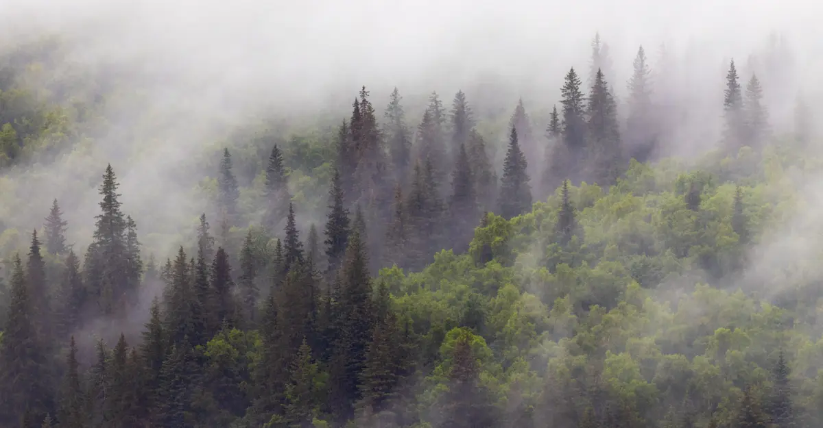 Sitka spruce forest, Nat Hab's Alaska Bear Camp, Lake Clark National Park