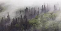 Sitka spruce forest, Nat Hab's Alaska Bear Camp, Lake Clark National Park