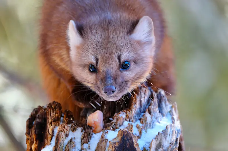 American marten, Yellowstone National Park, Wyoming.