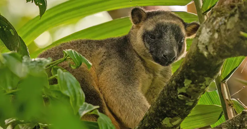 Tree Kangaroo, Atherton Tablelands, Australia.