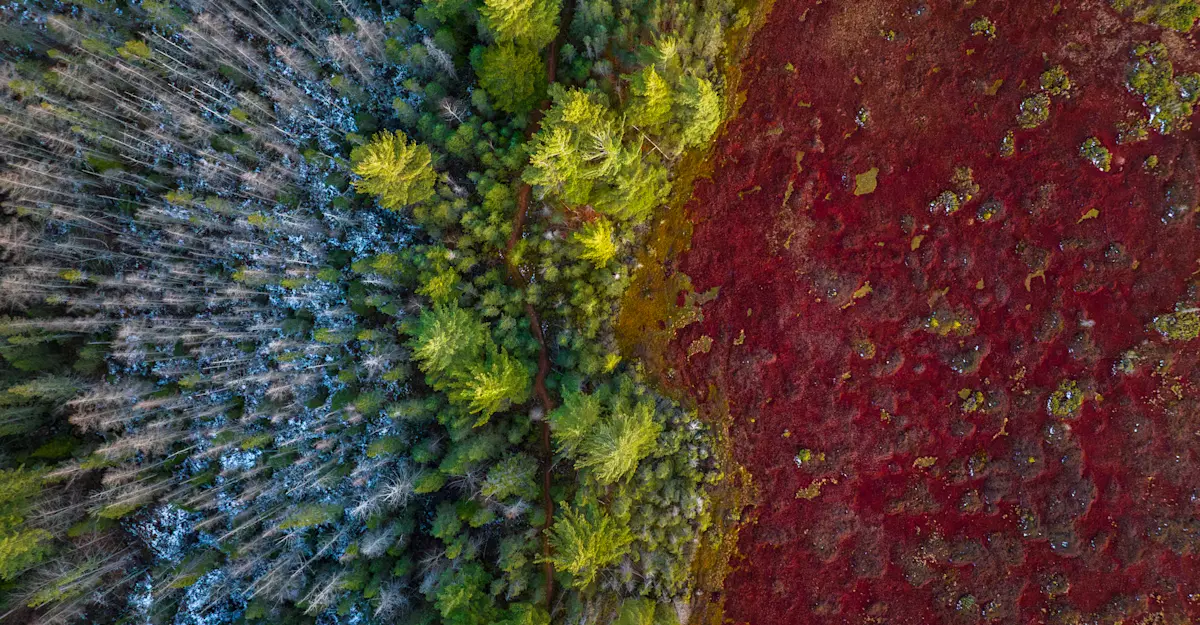 Northern Peatlands