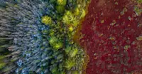 Northern Peatlands