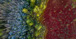Northern Peatlands