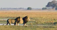 Lions, Okavango Delta, Botswana.