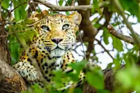 An exciting leopard sighting in Botswana.