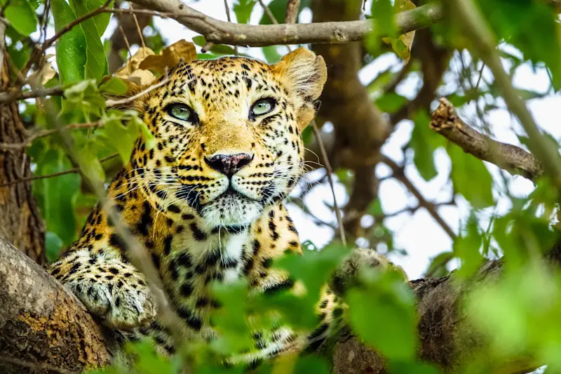 An exciting leopard sighting in Botswana.