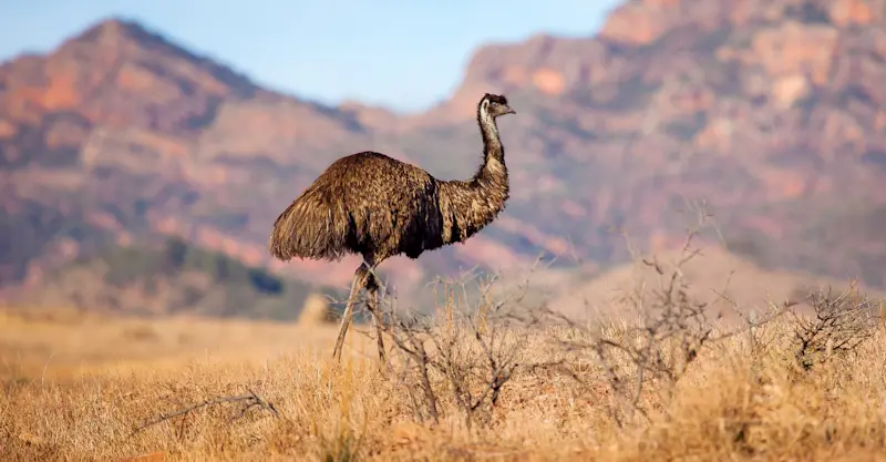 Emu, Flinders Ranges, Australia.