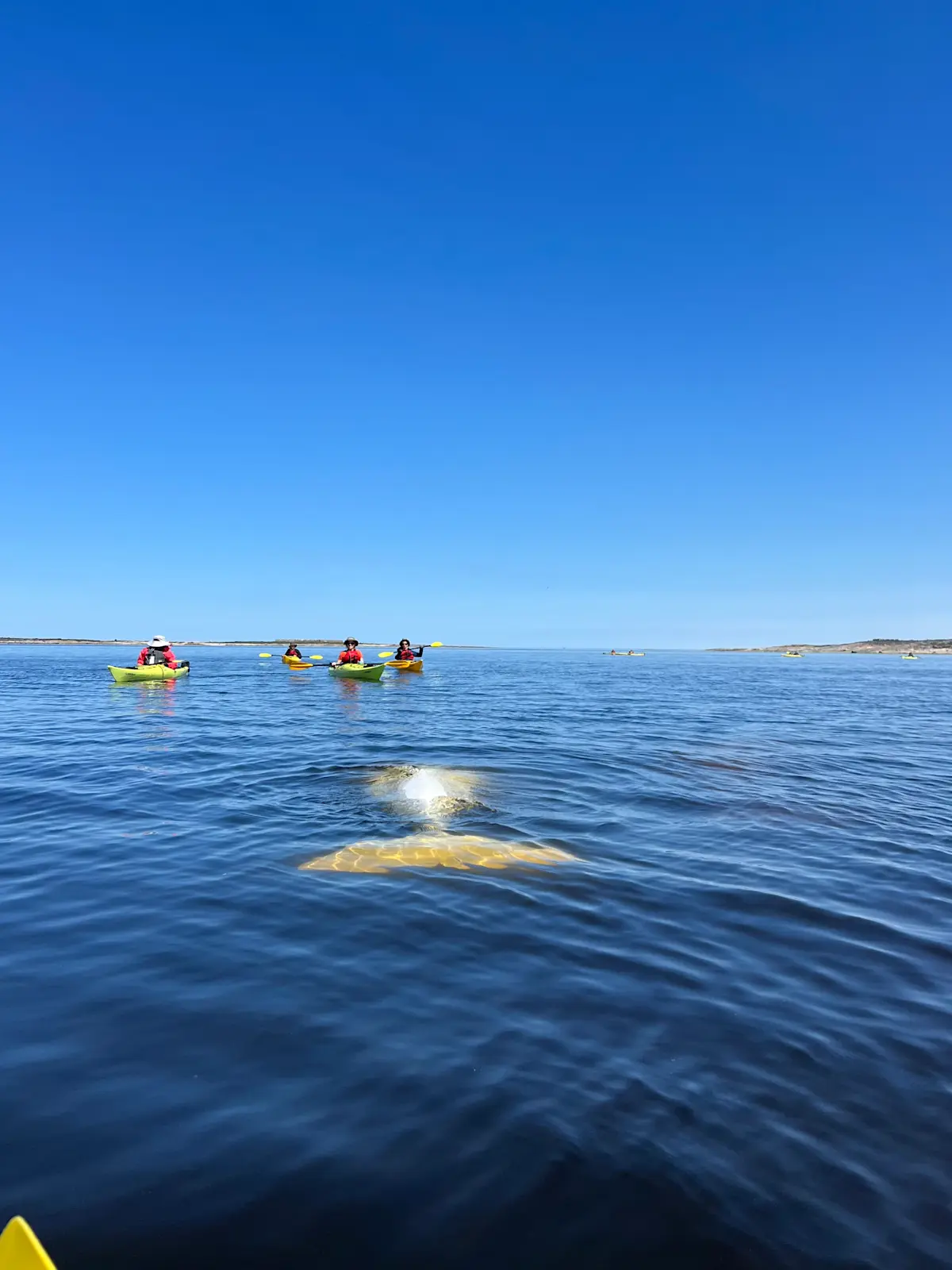 Encountering a beluga whale in Churchill, Canada.