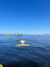 Encountering a beluga whale in Churchill, Canada.