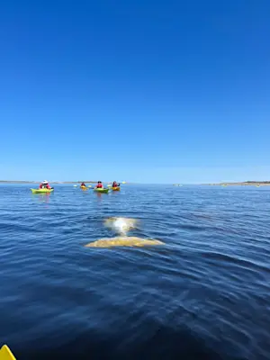 Encountering a beluga whale in Churchill, Canada.