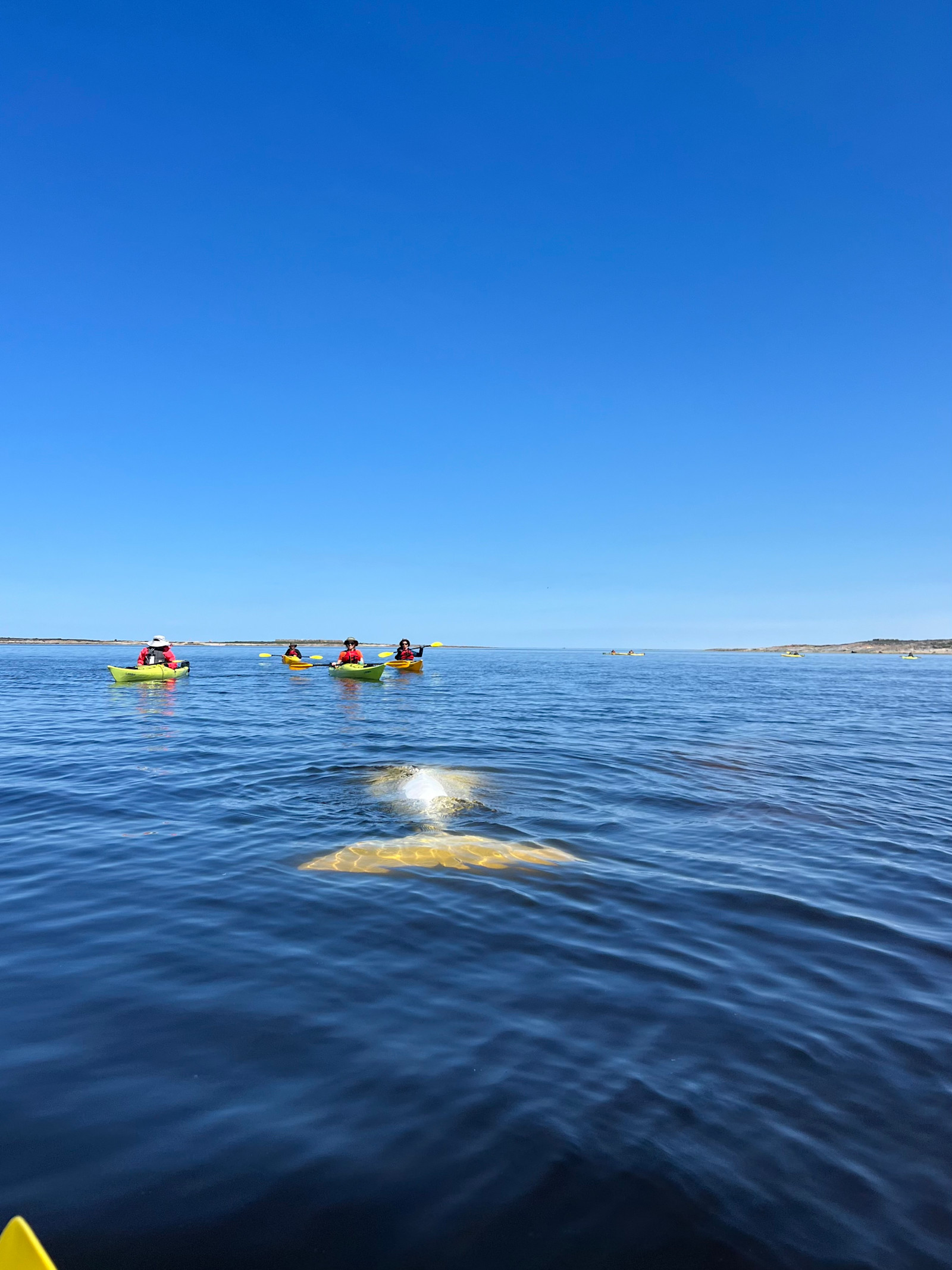 Encountering a beluga whale in Churchill, Canada.