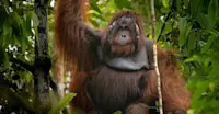 Bornean orangutan, Sepilok Orangutan Sanctuary, Borneo.