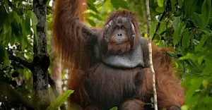 Bornean orangutan, Sepilok Orangutan Sanctuary, Borneo.