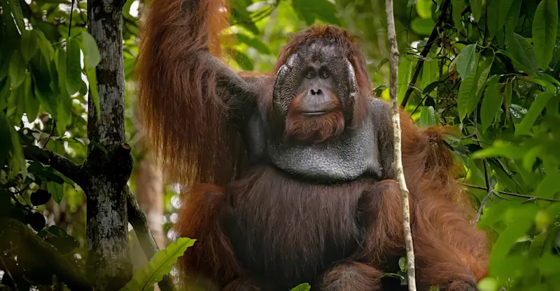 Bornean orangutan, Sepilok Orangutan Sanctuary, Borneo.
