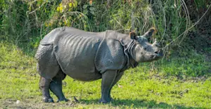 One-horned rhino, Dudhwa National Park, India.