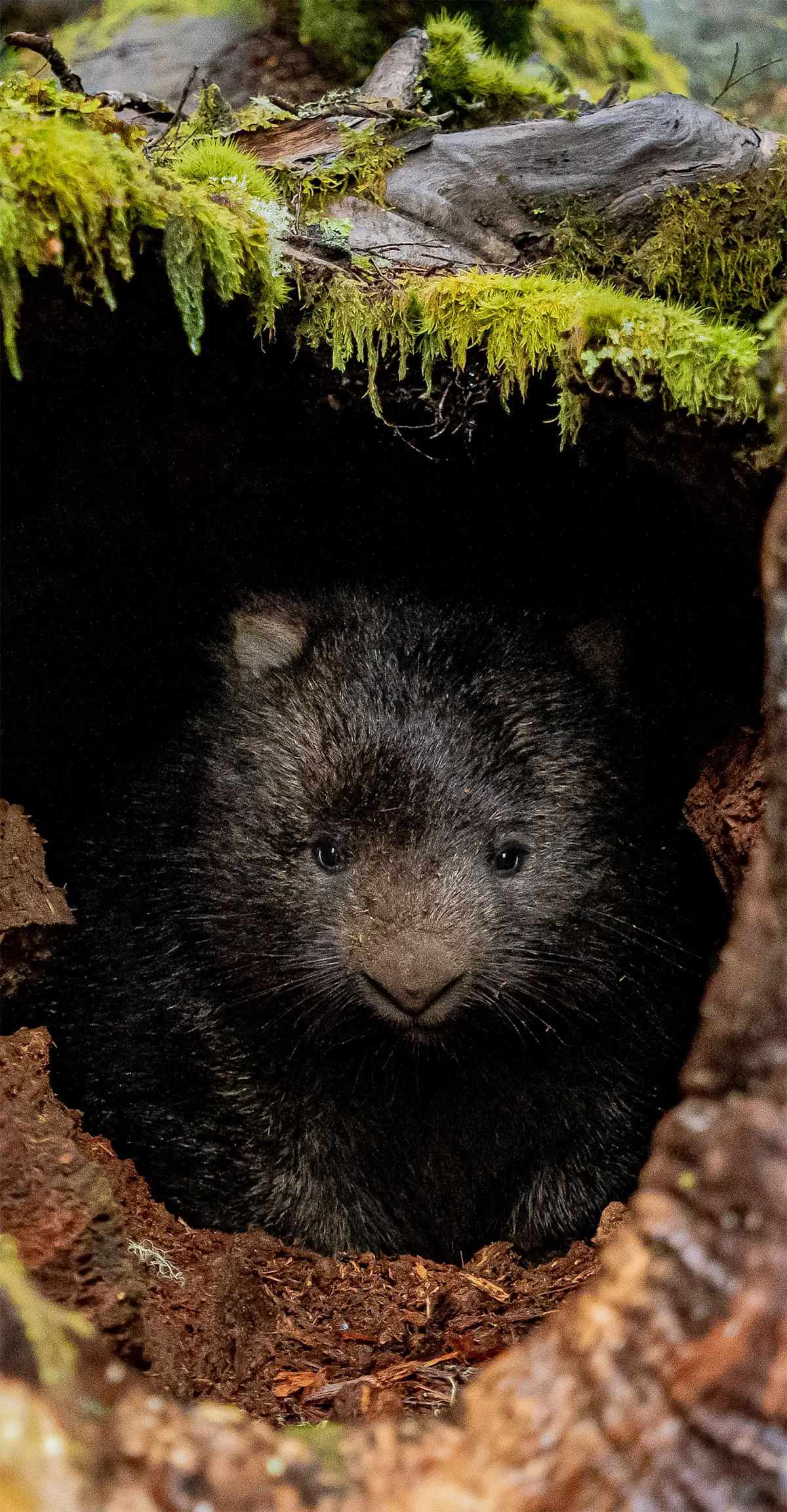 Wombat, Australia.