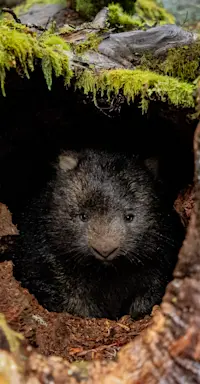Wombat, Australia