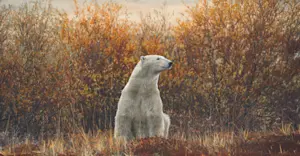 Polar bear, Churchill, Manitoba, Canada. 