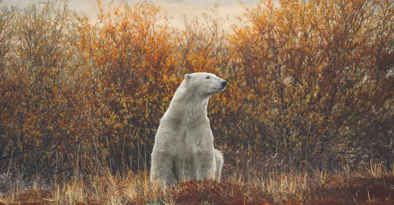 Polar bear, Churchill, Manitoba, Canada. 