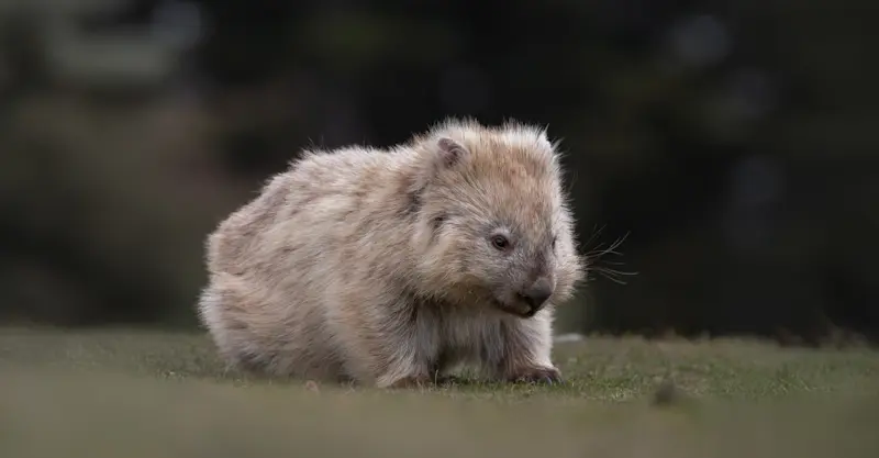 Bare-Nosed Wombat - Tasmania