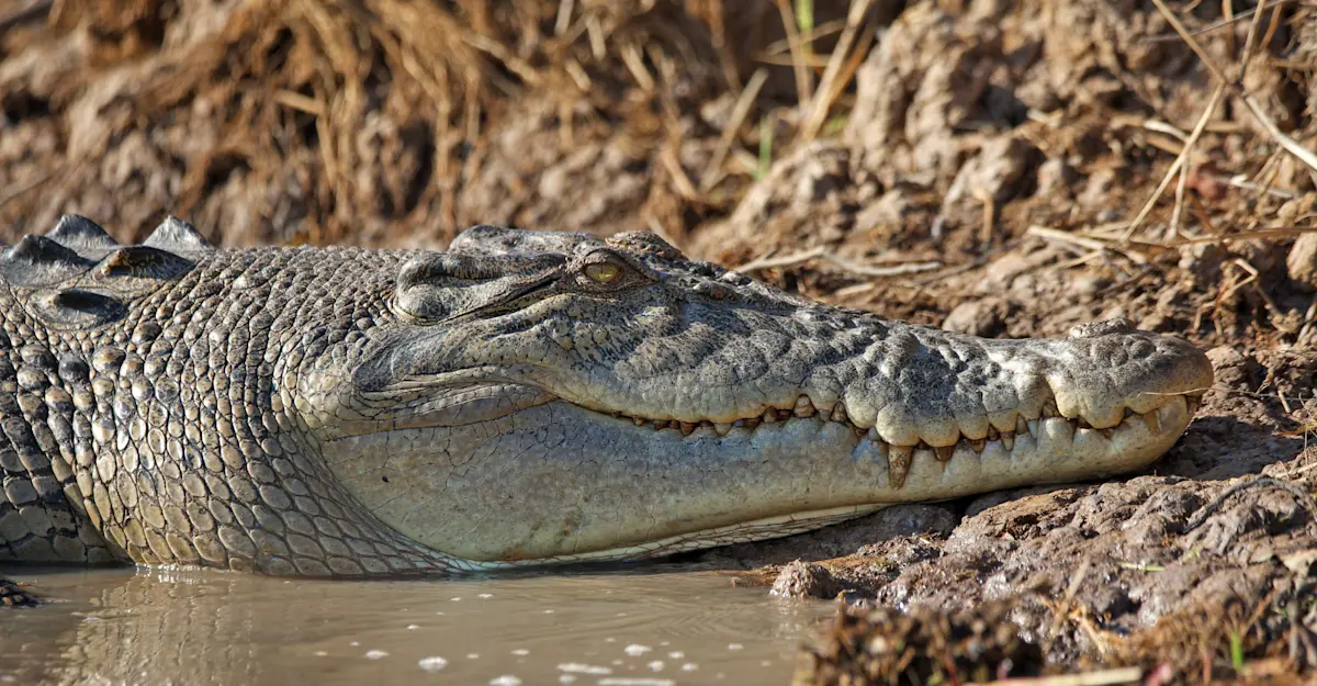 Crocodile, Kakadu National Park, Australia.