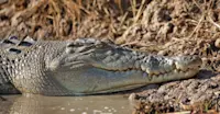 Crocodile, Kakadu National Park, Australia.