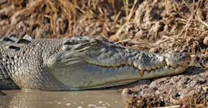 Crocodile, Kakadu National Park, Australia.