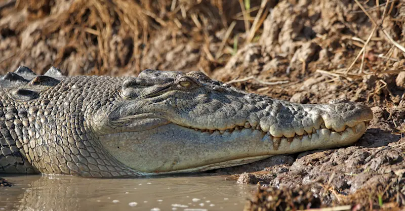 Crocodile, Kakadu National Park, Australia.