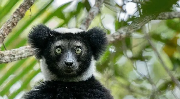 lemur