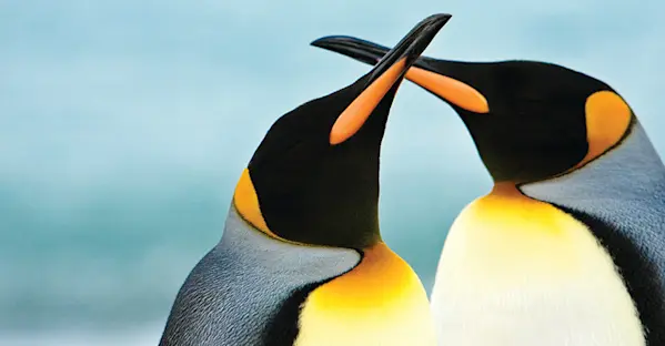 A close-up of two king penguins on South Georgia Island