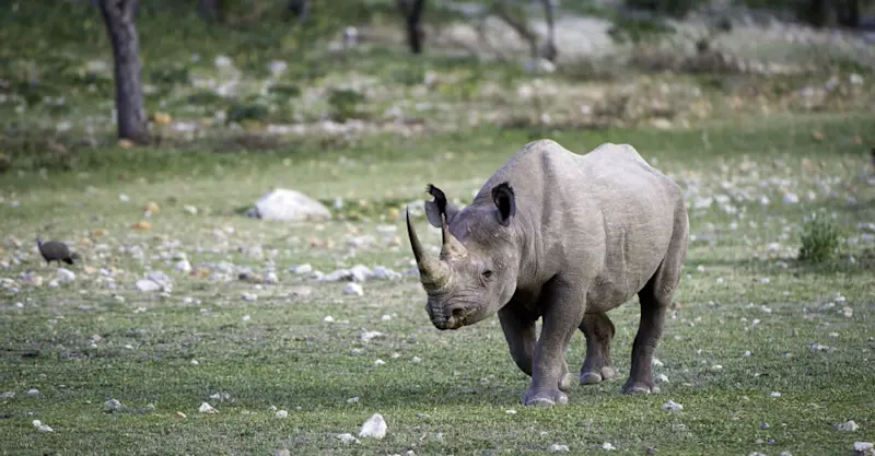 Black rhino, Ongava Private Game Reserve, Namibia.
