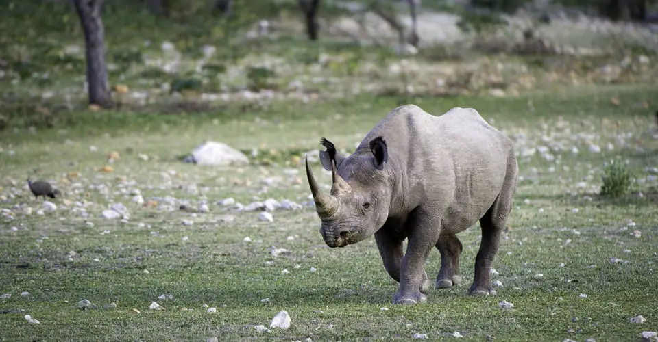Black rhino, Ongava Private Game Reserve, Namibia.