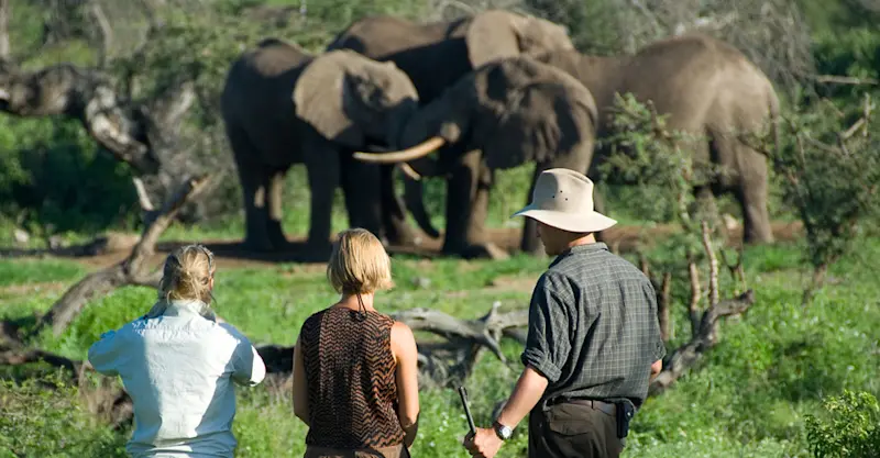 Walking safari, African elephants, Private Kitirwa Conservancy, Kenya.