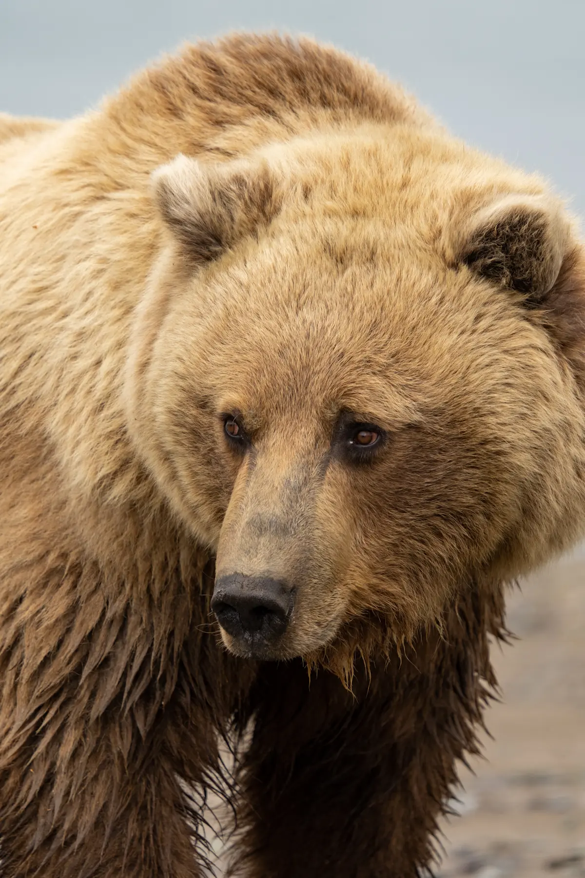 Brown bear, Nat Hab's Alaska Bear Camp, Lake Clark National Park and Preserve.