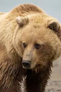 Brown bear, Nat Hab's Alaska Bear Camp, Lake Clark National Park and Preserve.