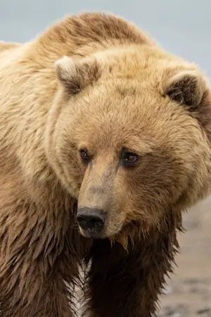 Brown bear, Nat Hab's Alaska Bear Camp, Lake Clark National Park and Preserve.