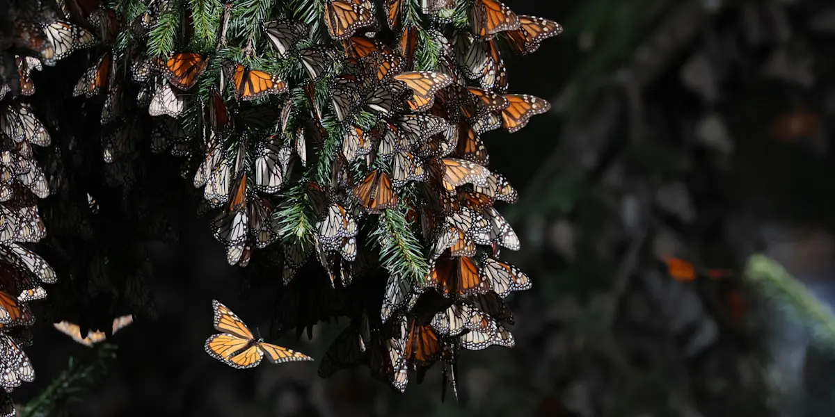 Monarch butterflies, El Rosario Butterfly Sanctuary, Mexico.