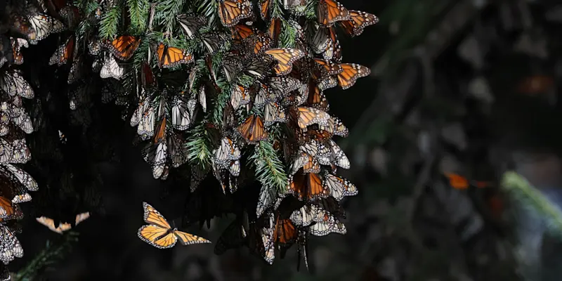 Monarch butterflies, El Rosario Butterfly Sanctuary, Mexico.