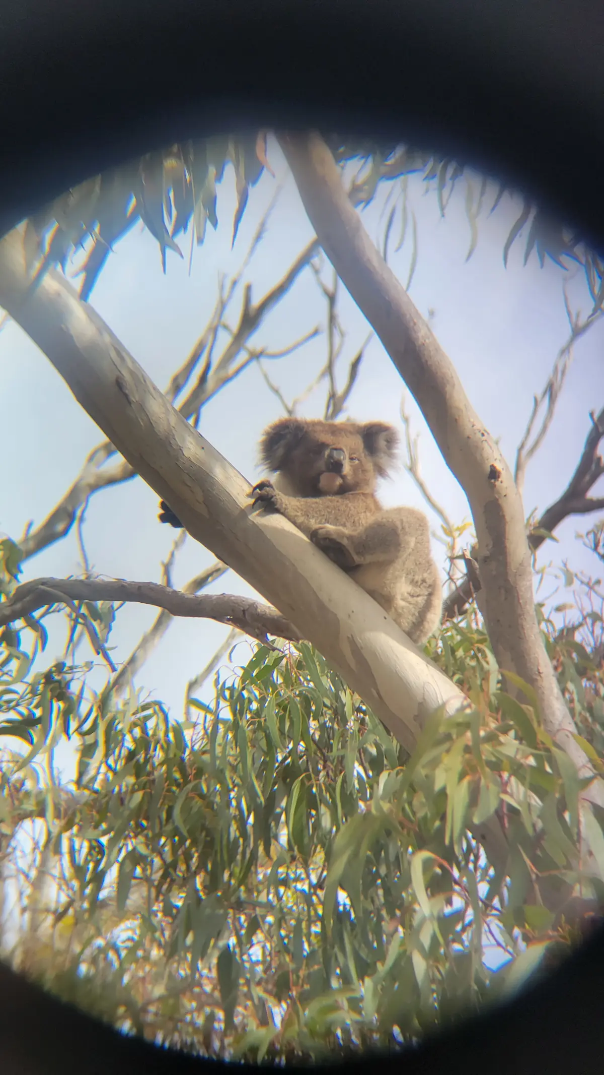 Had the chance to view a Koala in Australia South.