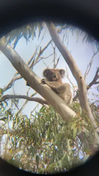 Had the chance to view a Koala in Australia South.