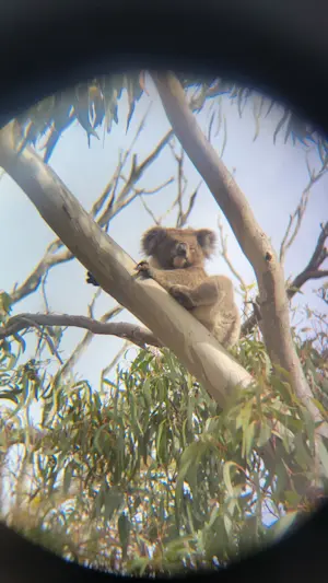 Had the chance to view a Koala in Australia South.