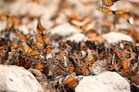 Monarch butterflies, Angangueo, Mexico.