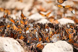Monarch butterflies, Angangueo, Mexico.