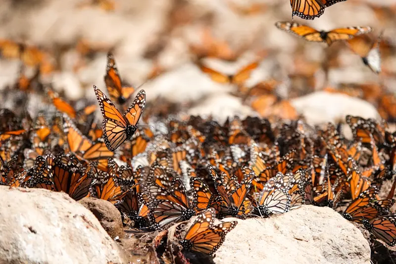 Monarch butterflies, Angangueo, Mexico.